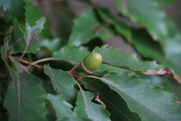 Obraz premium どんぐりの実