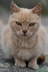 Gato beige con la nariz herida mirando a la camara sobre piedras.