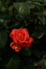 Red Flower of Rose 'Sanka' in Full Bloom

