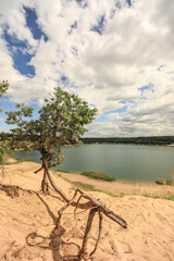 tree on the lake