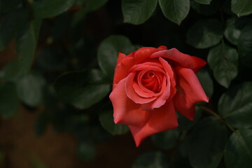 Red Flower of Rose 'Sanka' in Full Bloom
