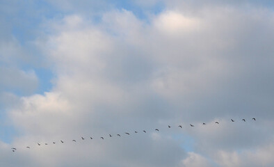 Gänse im Himmel
