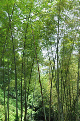 Fototapeta na wymiar Full of bamboo in the forest