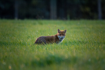 Red fox standing in green grass looking toward the camera, trees in the background.