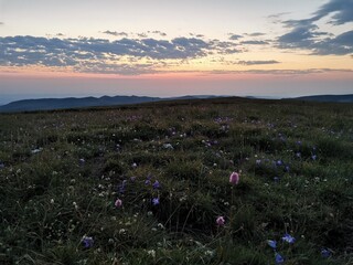 field of flowers