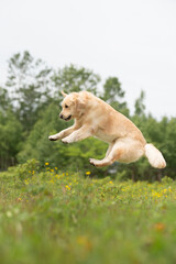 Golden Retriever retriever jumping in the field in summer