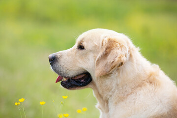 Cute golden retriever dog in the green grass and flowers background.