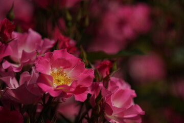 Light Pink and White Flower of Rose 'Sarasa' in Full Bloom
