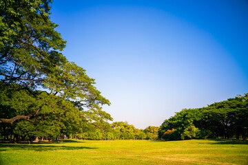Tree forest with green meadow grass in outdoor park