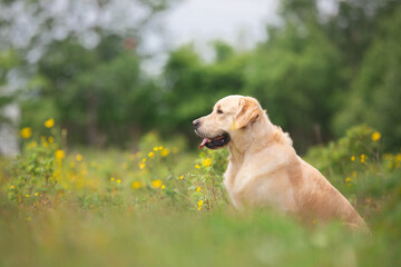 Cute golden retriever dog sitting in the green grass and flowers background.