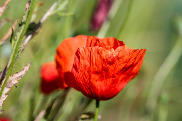 Close-up of a red poppy seed in summer time on a sunny day