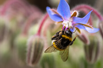 Close-up of a bumblebee hanging at a blue flower collecting pollen