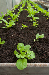 Rows of crops green salad seedlings in greenhouse