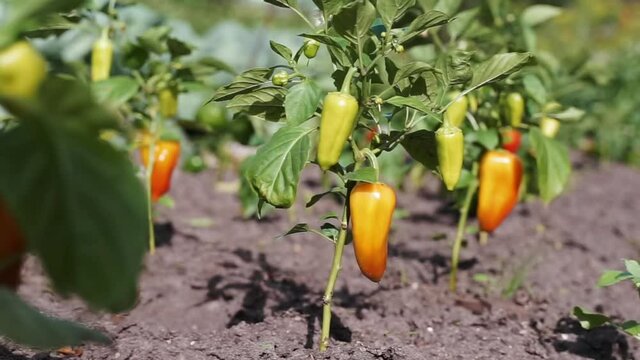 Close up yellow ripe bell peppers hanging on the plant in garden. red unripe green paprika on the branches growing on a farm. green bell sweet pepper vine in a row. Organic eco vegetables. Capsicum.