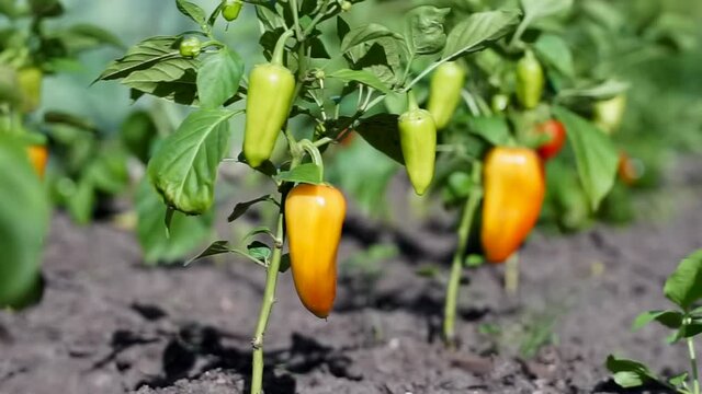 Growing bell peppers in a greenhouse. Close up of rows fresh ripe red green and yellow peppers on the branches  on a farm plantation. Unripe Green paprika plants. Fresh Capsicum Harvest.