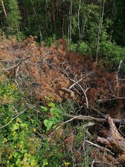 Sawn tree trunk. The wood was cut into stumps in the forest. Firewood from the sawed pine trees lie on the ground.