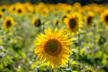 Sunflowers in a Field in Sussex