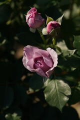 Light Purple Flower of Rose 'Shinoburedo' in Full Bloom

