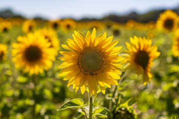 Fototapeta premium Sunflowers in a Field in Sussex