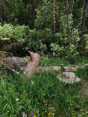 Sawn tree trunk. The wood was cut into stumps in the forest. Firewood from the sawed pine trees lie on the ground.