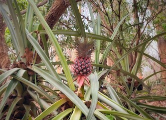 Obraz premium Pineapple at local garden Thailand.