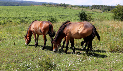 The Exmoor pony is a horse breed native to the British Isles.Havranické vřesoviště, Podyjí National Park, Czech Republic. The contributes to the conservation of natural pasture habitats.