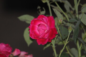 single red rose in the night