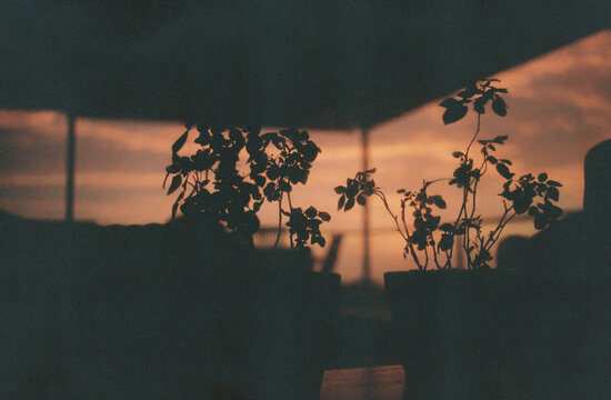 Roses In Silhouette Against A Beautiful, Soft Pink Sunset