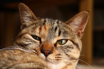 Obraz premium Close-up portrait of young tabby cat, looking at something