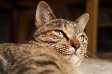 Close-up portrait of young tabby cat, looking at something