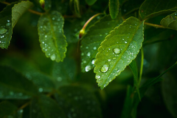 Fresh green leaves with water drops in the garden. Selective focus. Shallow depth of field.