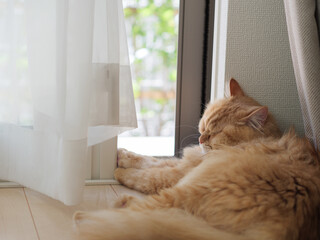 ドアの前でうたた寝する猫（マンチカン）