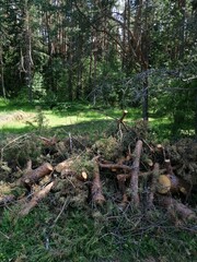 Sawn tree trunk. The wood was cut into stumps in the forest. Firewood from the sawed pine trees lie on the ground.