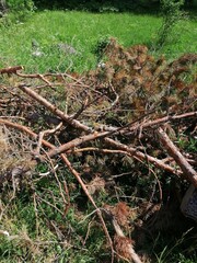 Sawn tree trunk. The wood was cut into stumps in the forest. Firewood from the sawed pine trees lie on the ground.