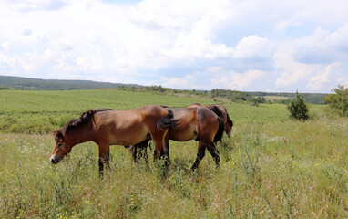 The Exmoor pony is a horse breed native to the British Isles.Havranick v esovi t , Podyj National Park, Czech Republic. The contributes to the conservation of natural pasture habitats.