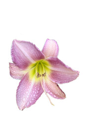 lilac daylily flower after rain isolated on white background