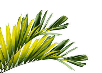 Palm leaf isolated on white background