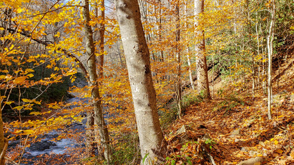 Forest path by river in autumn