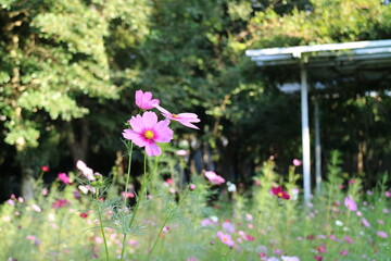コスモスの花
