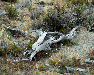 Driftwood laying next to river with desert plants on sandy ground. 