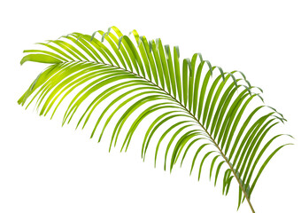 Green palm leaf isolated on white background