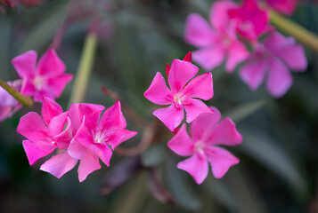 violet oleander flowers closeup with plant background