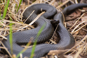a snake a black Viper in the grass