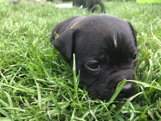 dog in grass