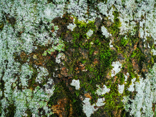 Green moss on a whitish tree bark close up