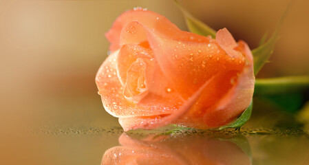 Rose mit Wassertropfen - Glückwunschkarte, -gruß mit Platz für individuelle Texte.