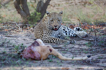 Male leopard protects the remains of an impala prey in Sabi Sands Game Reserve in the Greater Kruger Region in South Africa