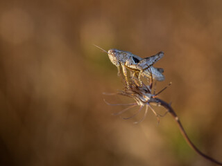 Grasshopper in its natural environment. Macro photography.
