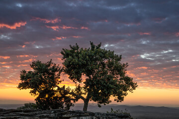 Fototapeta na wymiar Tree seen in Sao Tome das Letras with sunset as background.