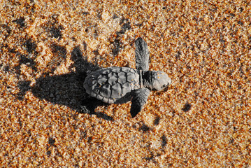 WILDLIFE- Florida- Close Up of a Tiny Newly Hatched Sea Turtle